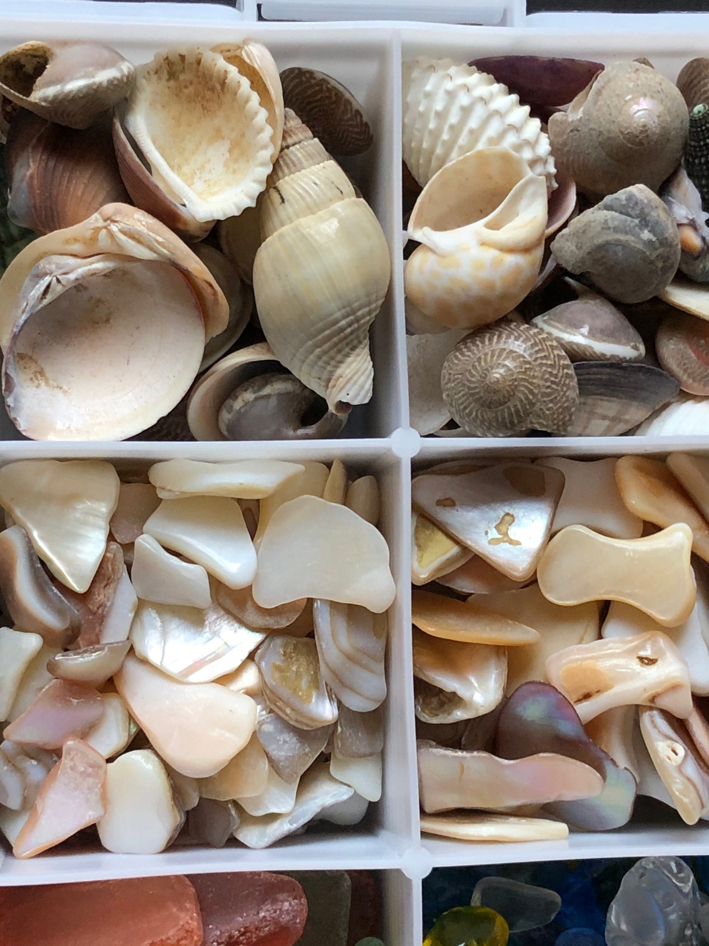12 Compartment Box Of Natural Sea Shells Crushed Shell Chips Tumbled Beach Sea Glass For Crafts Resin Jewelry