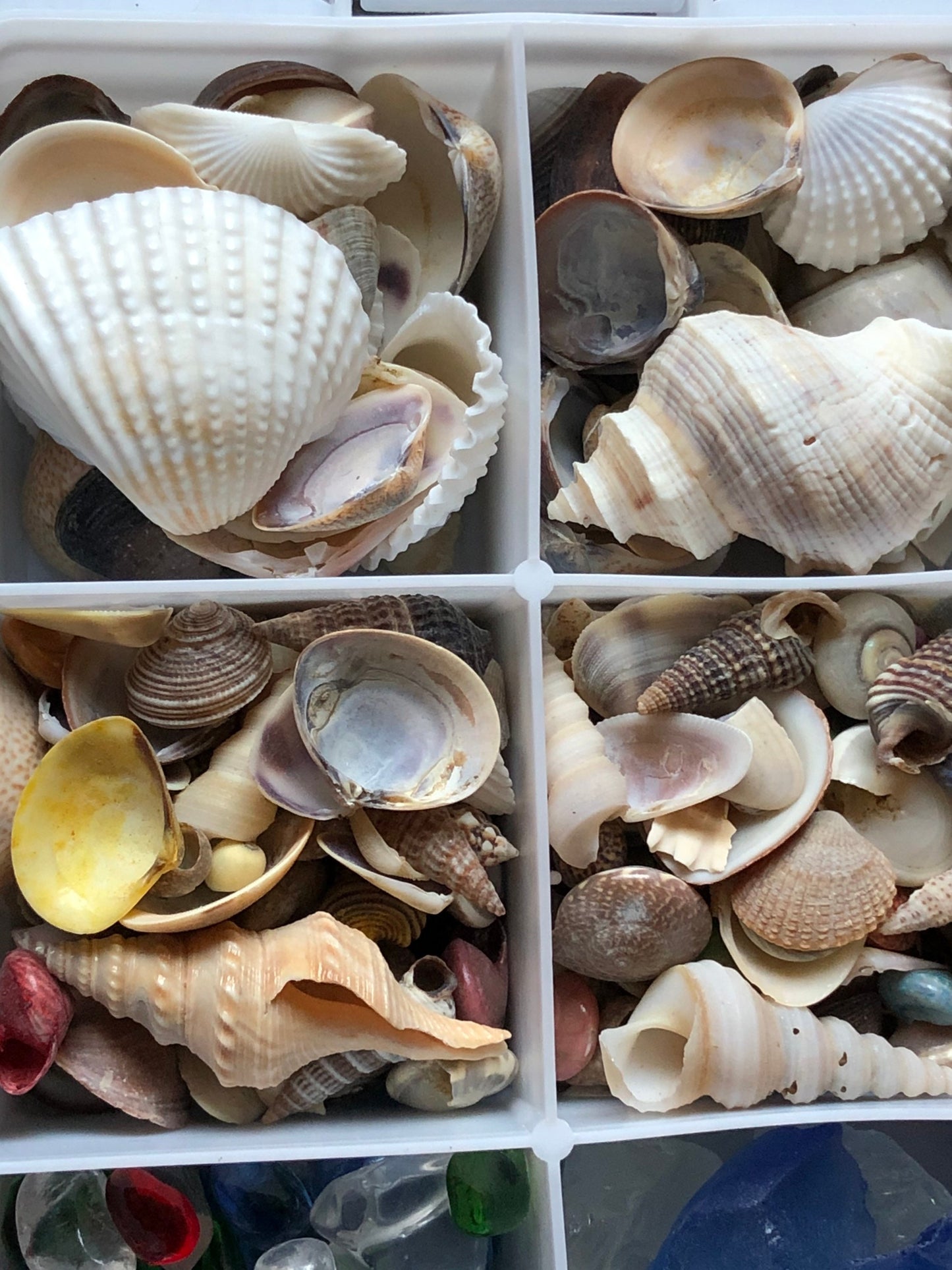12 Compartment Box Of Natural Sea Shells Crushed Shell Chips Tumbled Beach Sea Glass For Crafts Resin Jewelry