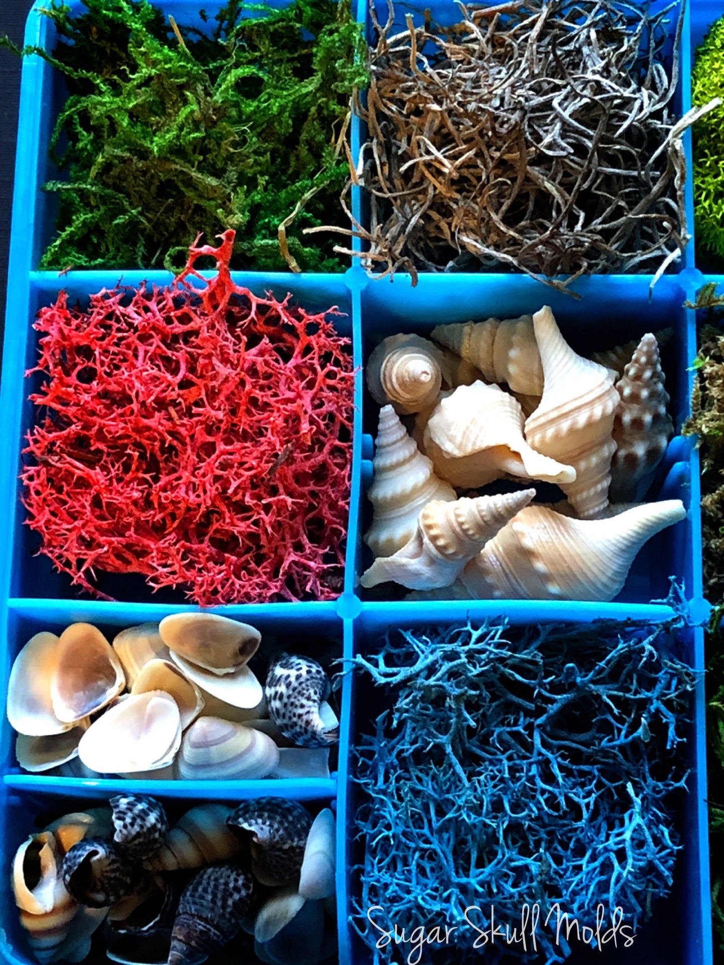 12 Compartment Box Of Under The Sea Shells Moss and Foliage For Crafts Resin Jewelry