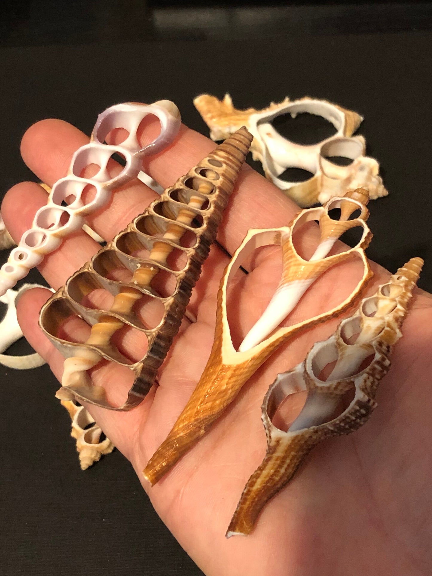 4 Assorted Large Center Cut Seashell Slices Shells For Resin Clay Crafts