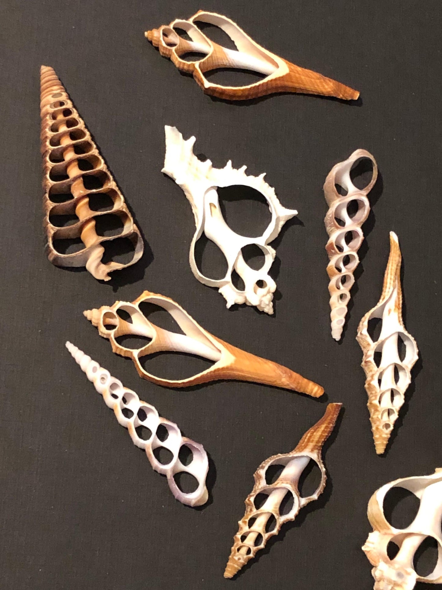 4 Assorted Large Center Cut Seashell Slices Shells For Resin Clay Crafts