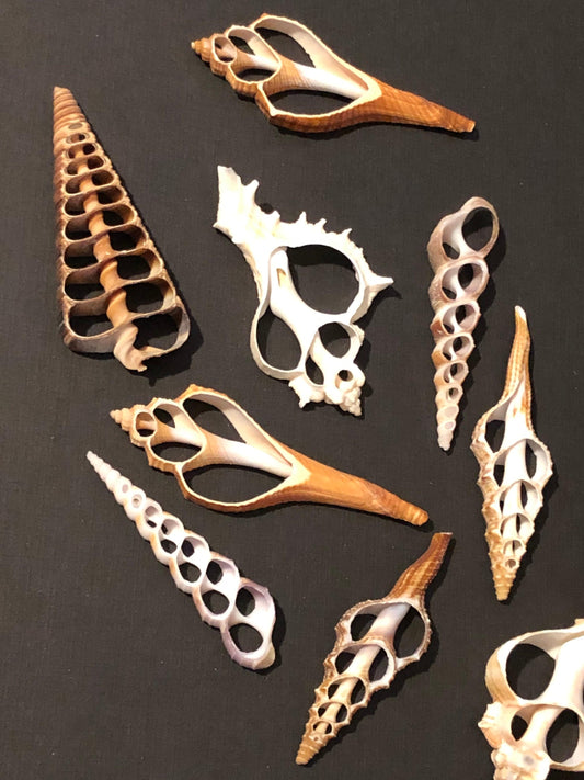 4 Assorted Large Center Cut Seashell Slices Shells For Resin Clay Crafts